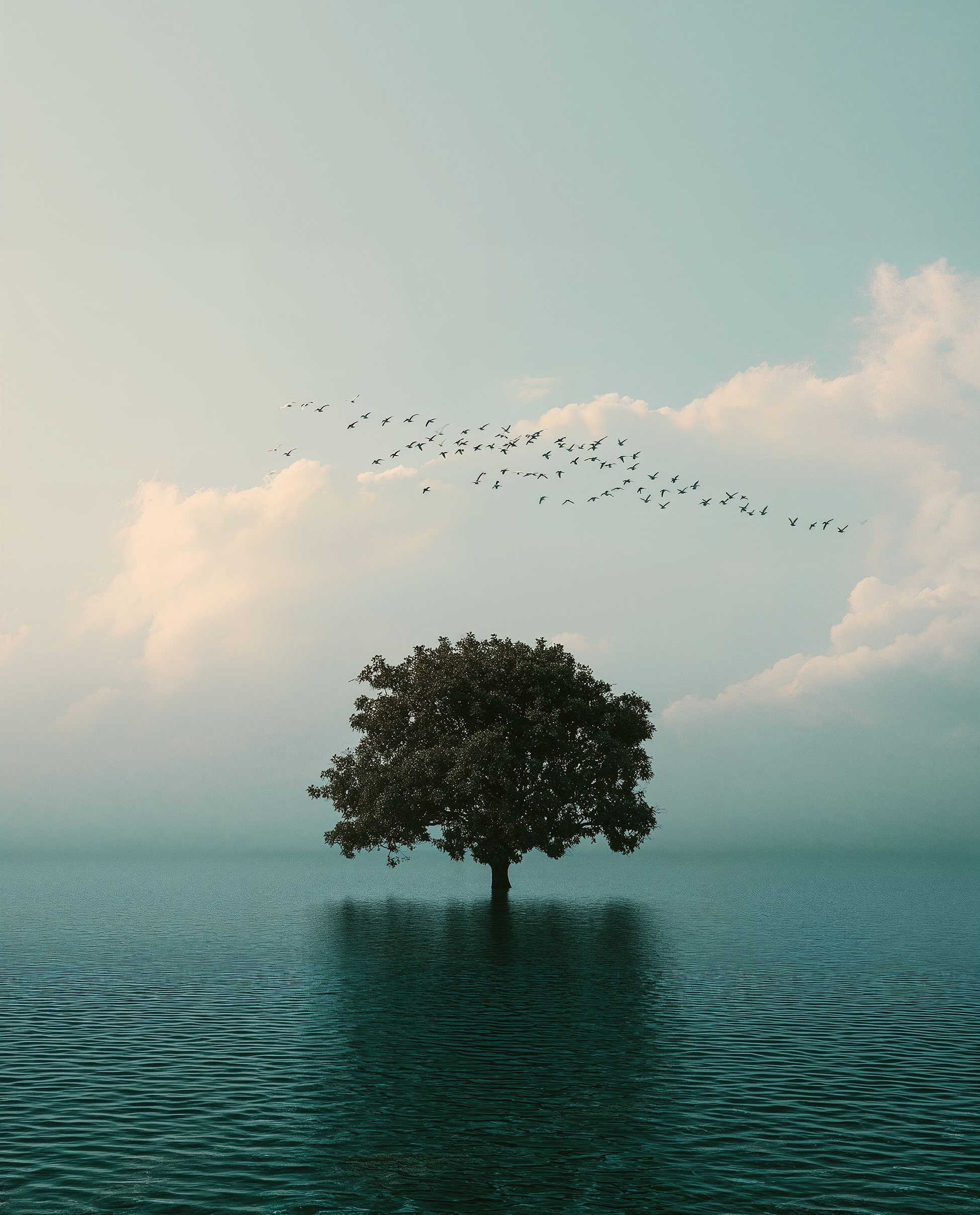The Tree That Stayed