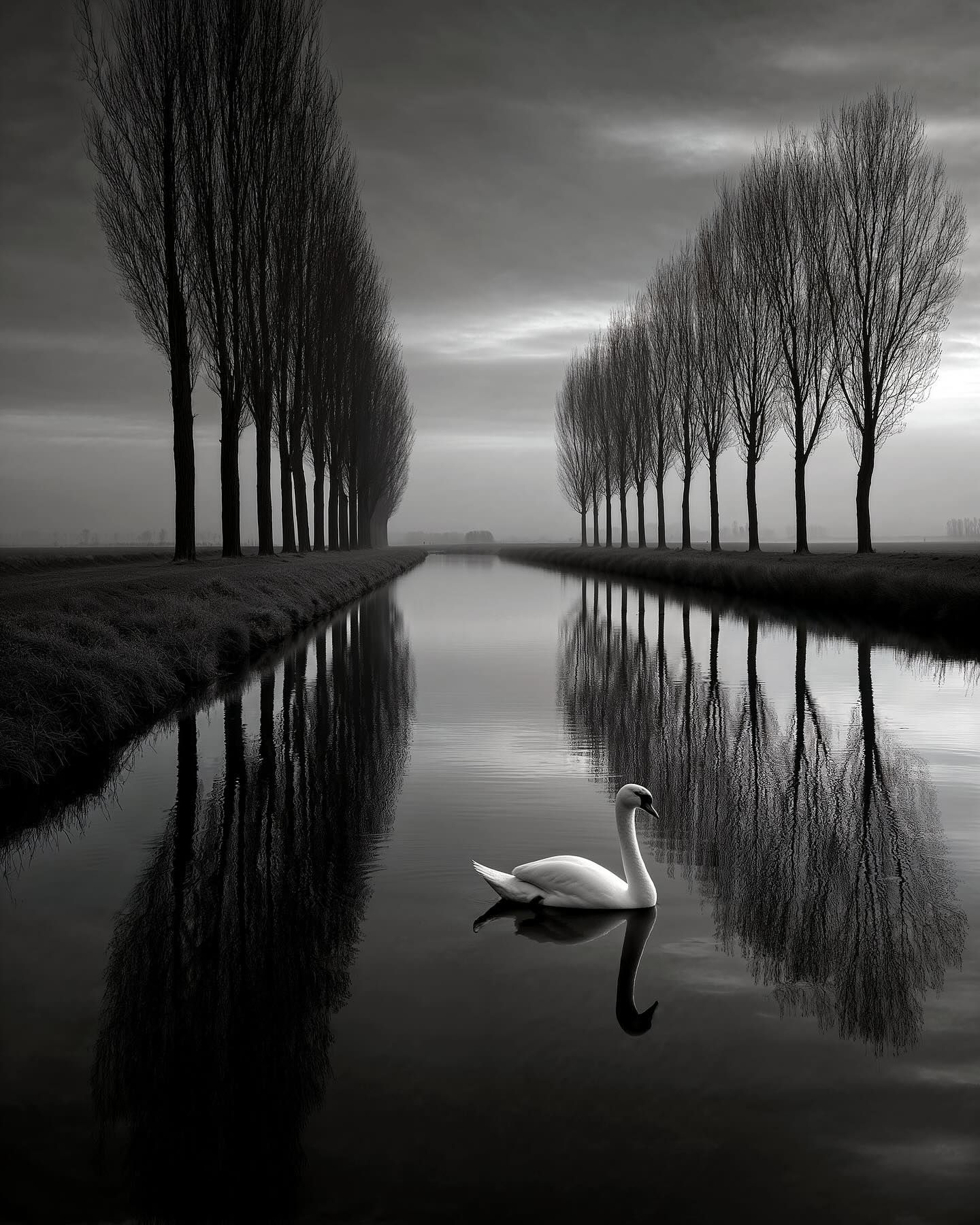 Swan in Black and White