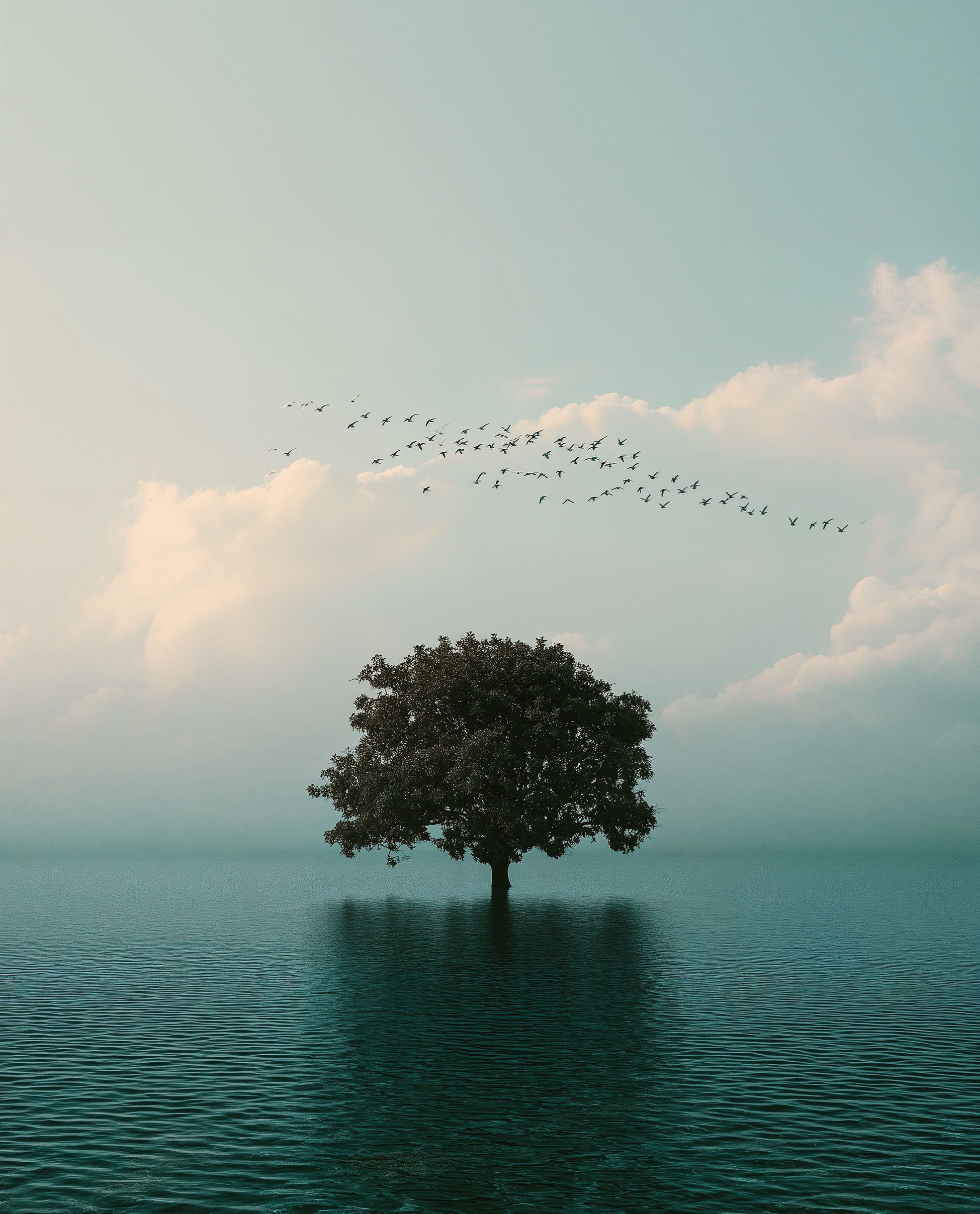 The Tree That Stayed