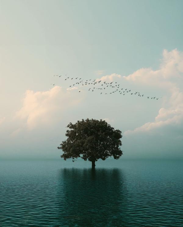 The Tree That Stayed