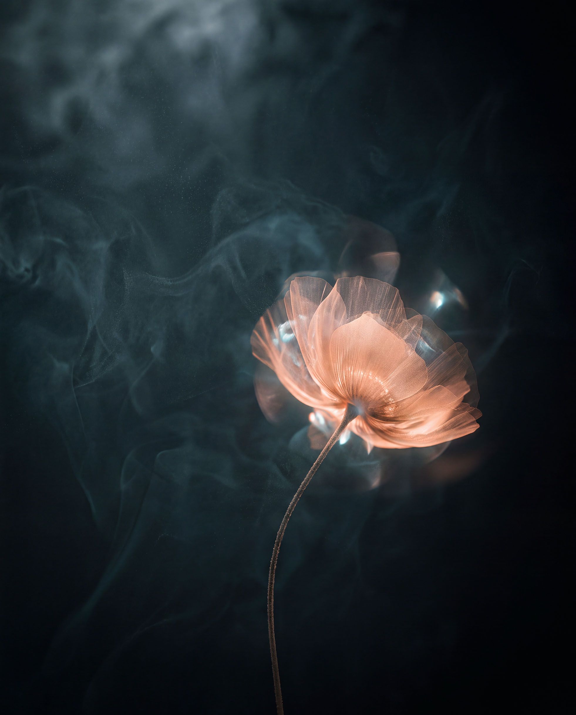 Weathering the Bloom