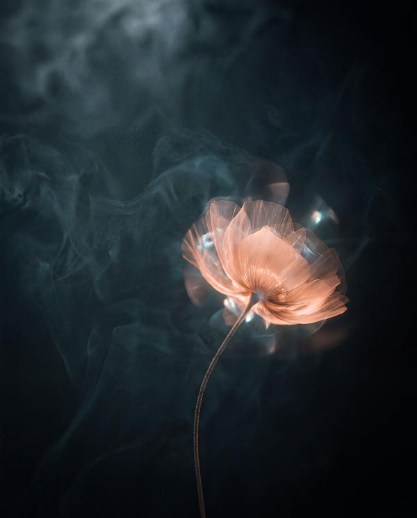Weathering the Bloom