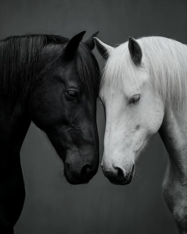 When Yin Met Yang in a Stable